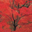 考え方を変えてほしい　I wish & beg you will change your policy & mind !