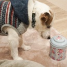 知ってるくせに