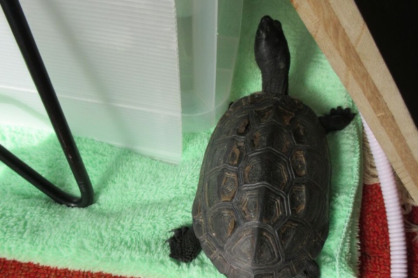 命と絵画と音楽と 亀