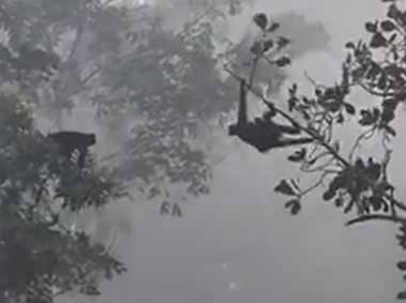 木の上にサルがいた。向かいの木にも仲間がいる → 力を合わせてこうします…