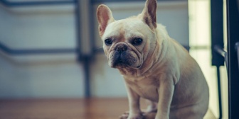 フレンチブルドッグを飼い始めたんだけど、賢すぎて困ってる。前に飼ってたアメコカも賢かったけど…