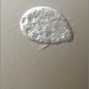 簡単に観察できる繊毛虫