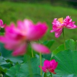 『2025.8 『宮地やすらぎの里』誠蓮 、酔妃蓮 ④ 岡山県久米郡』の画像