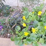 open_heart_shinkoのblog