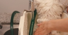皮膚集中ケアチャレンジ　その②　キッチンでクレンジングする犬現る。