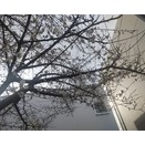 ３度目のお引き取り