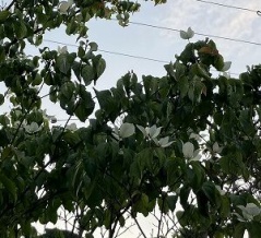 ヤマボウシの花、夏空に飛び立ちそうな･･🎶