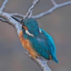 『投稿：BORG90FLによるカワセミ＆セグロセキレイ　2021/10/17』の画像