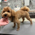 マルプー　シャンプーカット　四日市店　稲熊　トリミングブログ