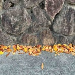 私とサクラの小さい秋