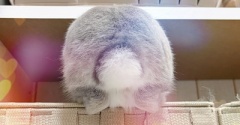 うさぎのルリ(5/30追記)