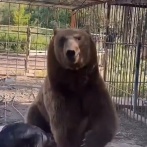 【動画】外国人さん「クマなんて素手で余裕やでw」