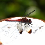 ピンちゃんのママのブログ