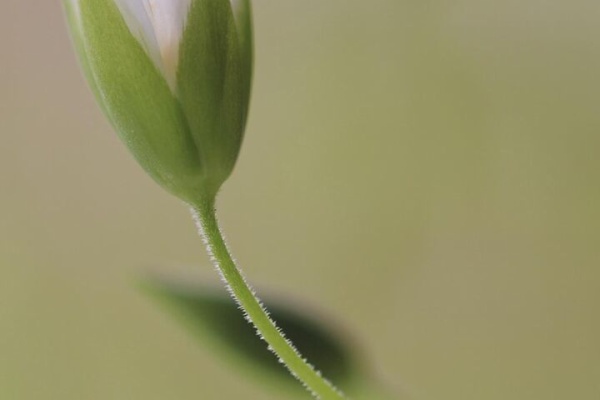 壁紙 ハイキュー