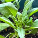 今日はほうれん草