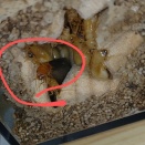 マツ材の上にも3年