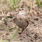 『令和6(2024)年5月18日の鳥さん Vol.6　江戸川河川敷で野鳥の観察･撮影 ヒバリがよく現れる!!ホオジロもちょくちょく現る!!』の画像