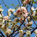 寅太郎の雑記帳