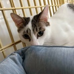 東京キャットガーディアンシェルター日記