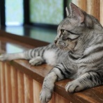 猫カフェ ねこまんまBlog