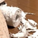 うちのとらまる