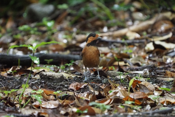ふなきちのフィールドノート アカコッコ