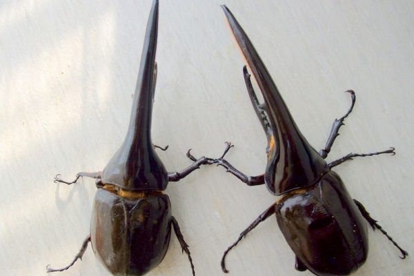 DH.ヘラクレスオオカブト ♀73ミリ T-117MX系 純血OAKS オススメ DHヘラクレスオオカブト ♀73.5mm (種親 ♂OAKS.T115 ♀-REX