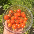 最近の家庭菜園の様子