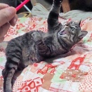 エ～、上に行くニャンて