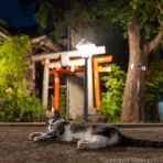 猫写真家・沖 昌之のブログ　野良ねこちゃんねる。　