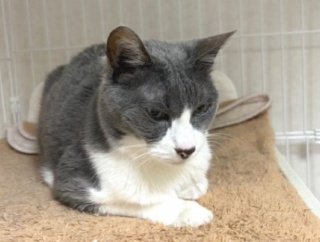 ネネちゃんも体調不良で獣医さんへ