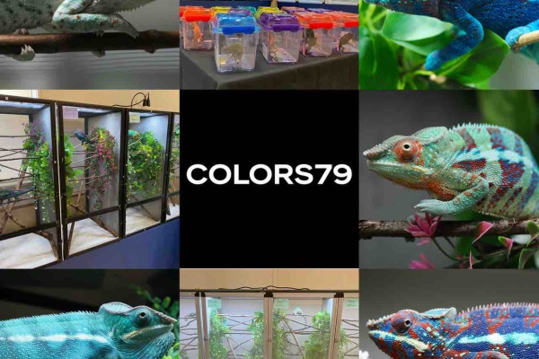 COLORS