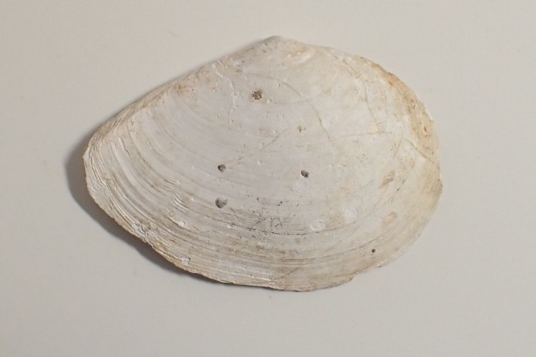 図鑑を作る（二枚貝編） - ニッコウガイ科