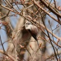 今日から愛鳥週間…シマエナガ