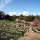 『投稿：横浜～里山ガーデンフェスタ　2024/04/13』の画像