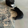 【ポチクロ猫日記】何度怒られても近づきたいにゃ【トライアル中】
