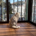 アンキャットホテルのblog