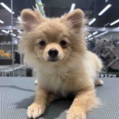 きょうのわんこ