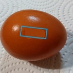 みどりむし in ヨーロッパのどこか（４）