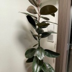 いしだ会計の日記