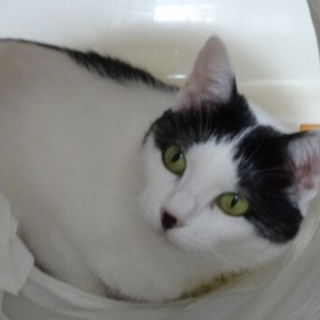 多頭飼育の猫ちゃんたち