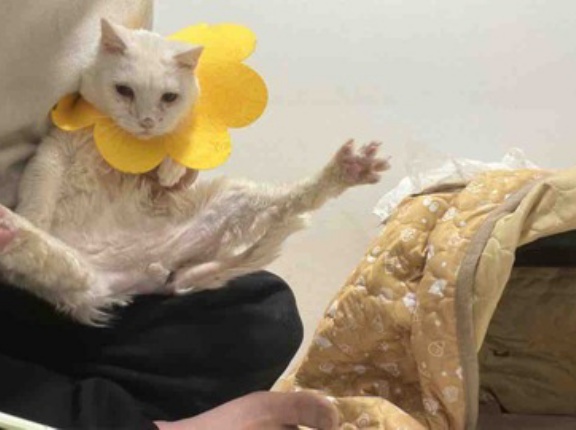 V字開脚する珍獣　20260308