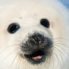 氷上で会える！かわいいタテゴトアザラシの赤ちゃん