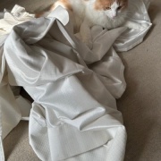 カーテンを洗おうとすると猫がついてくる！？