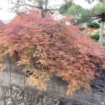 戦いすんで日は暮れて　～アラフィフゲイの田園lifeときどき婚活(？)