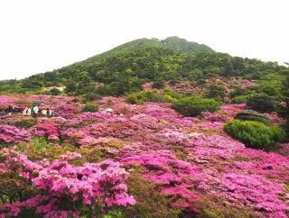 2026　雲仙仁田峠のミヤマキリシマ見頃です！（雲仙市）