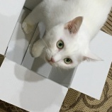 小箱と猫とチャレンジ精神