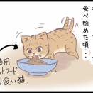 拾った猫がわんぱくすぎで・・・のまき