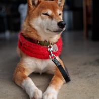 RF35mmF1.8IS STMのフード