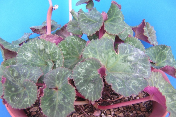 花 もよう シクラメン